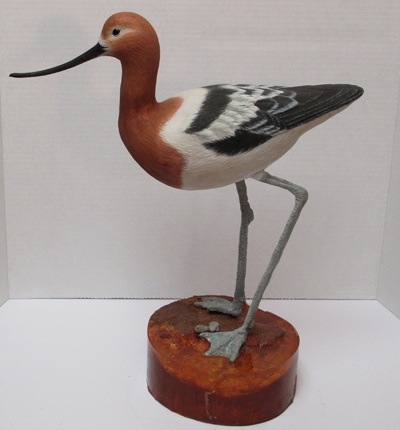 American Avocet